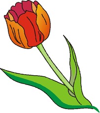 Tulpe.tif